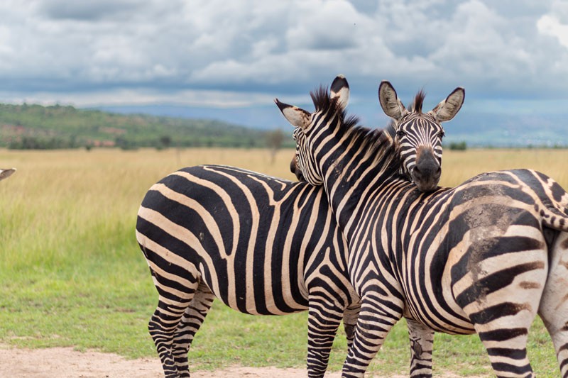 zebre Akagera national park rwanda